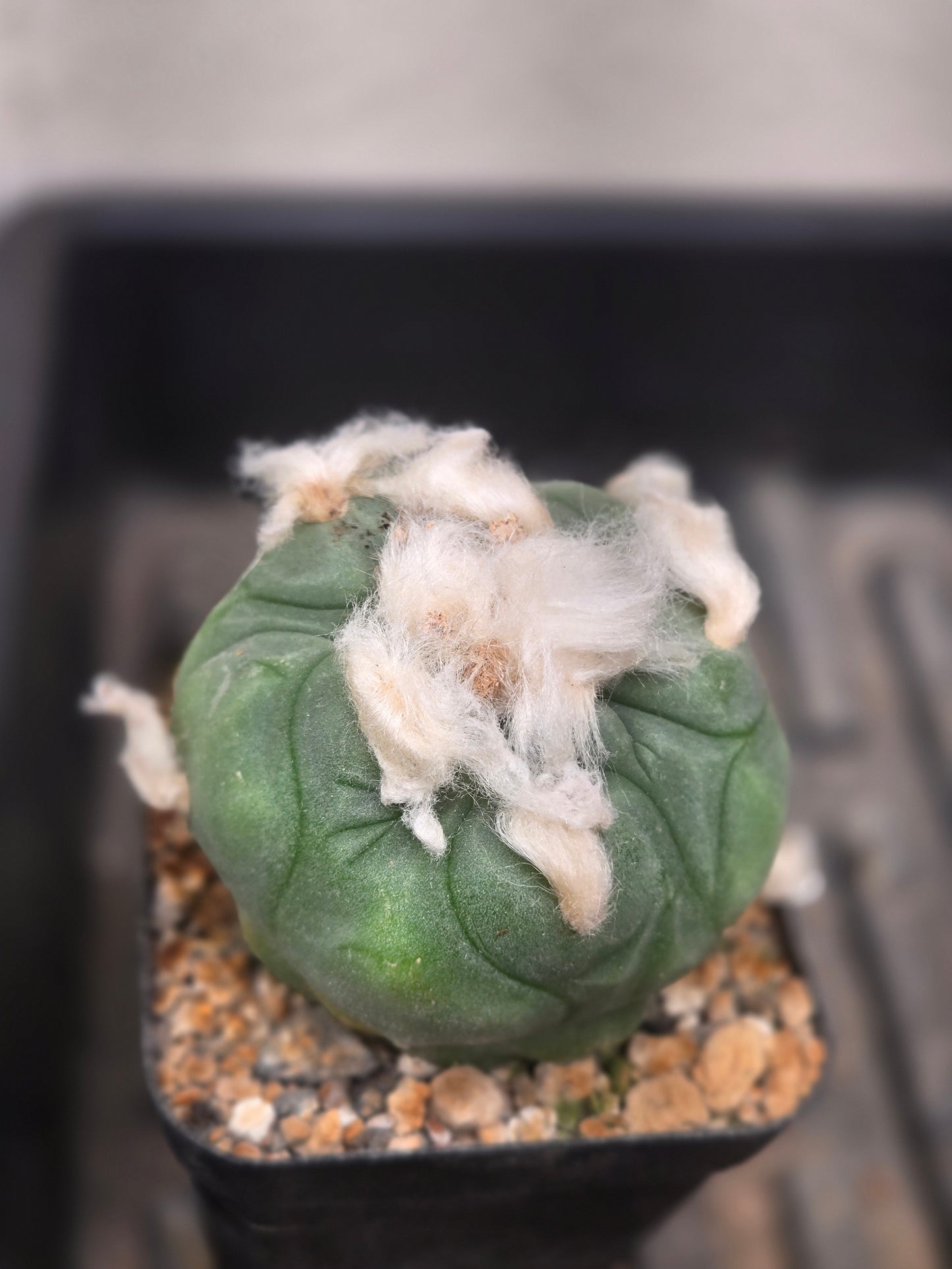 Lophophora Diffusa